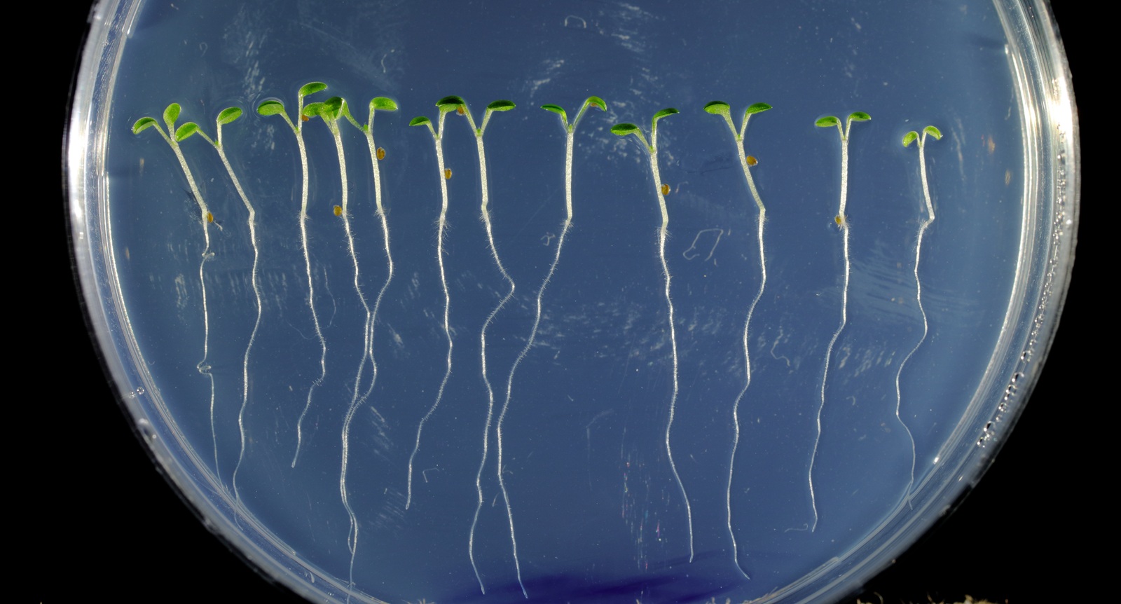 Tým Ondřeje Nováka k měření hormonů uzpůsobuje metody, které se běžně v rostlinné fyziologii nepoužívají. 2025 03 04 fytohormony uvodni