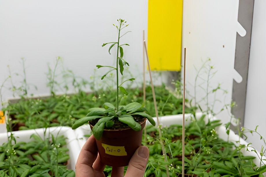 Hormon auxin ovlivňuje třeba ohýbání rostliny za světlem, tvorbu nadzemních orgánů či zakládání kořenů. AVCR auxi