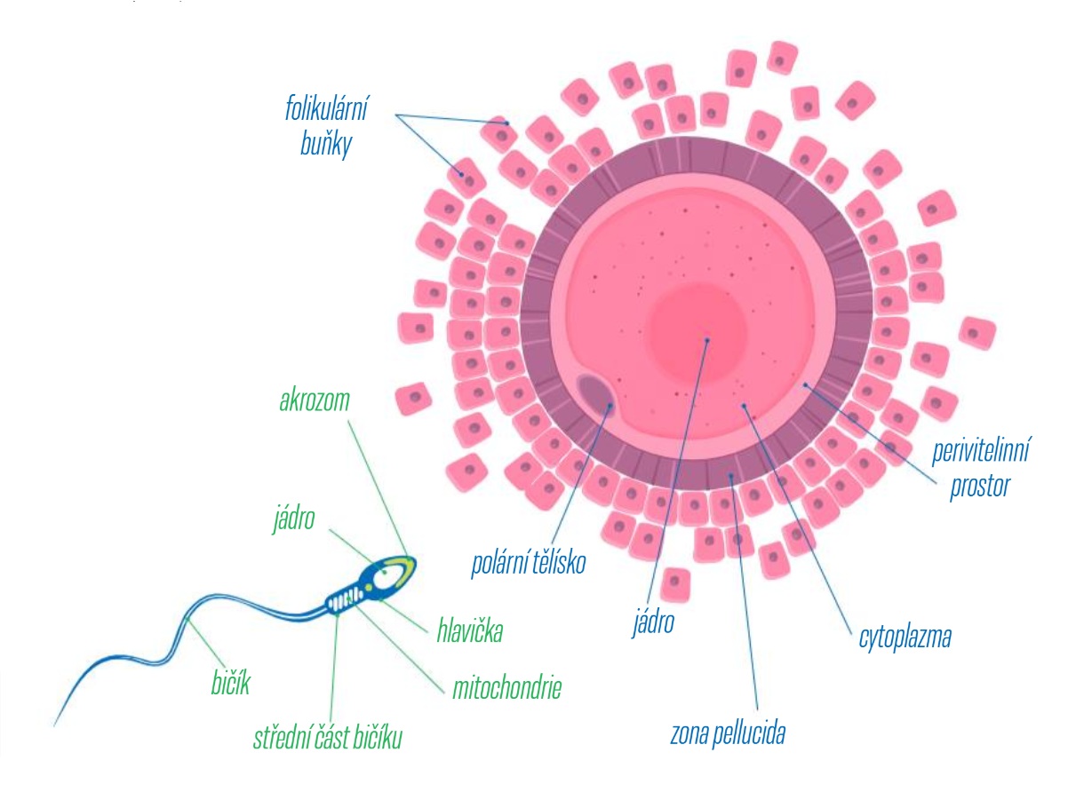 Schéma s jednotlivými částmi spermie a vajíčka AVCR spermie1