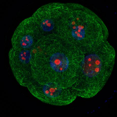 Osmibuněčné embryo skotu s utvářejícími se jadérky Bovine embryo