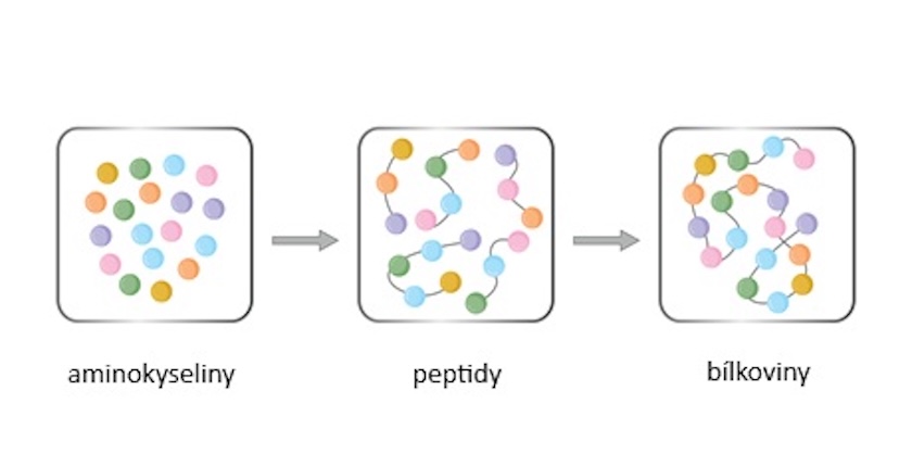 Hlouchova aminokyseliny