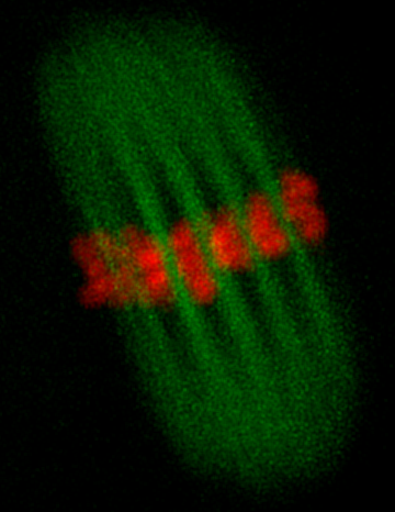 Dělící vřeténko v živém oocytu myši v průběhu meiózy Kubelka oocyte1
