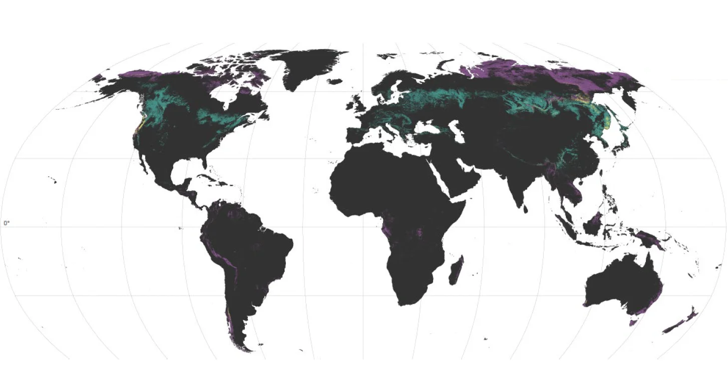 Většina druhů ektomykorhizních hub, které pomáhají zásobovat stromy minerálními živinami, se nachází v mírném pásmu severní polokoule (zeleně), nejunikátnější taxony se vyskytují ve vysokých zeměpisných šířkách (fialově). V některých oblastech východní Asie a západu USA se překrývají ohniska biodiverzity a unikátnosti (žlutě). MBU Nature GlobalFungi
