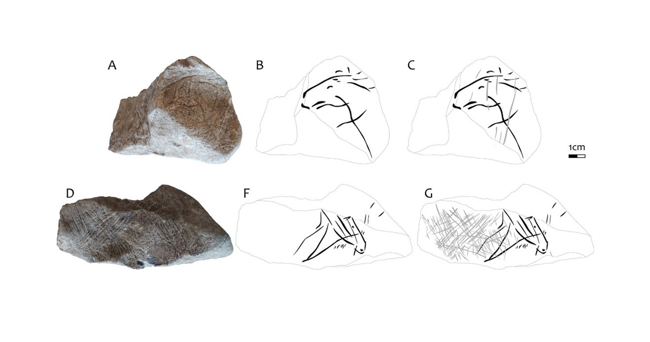 Rytina kone Sveduv stul2