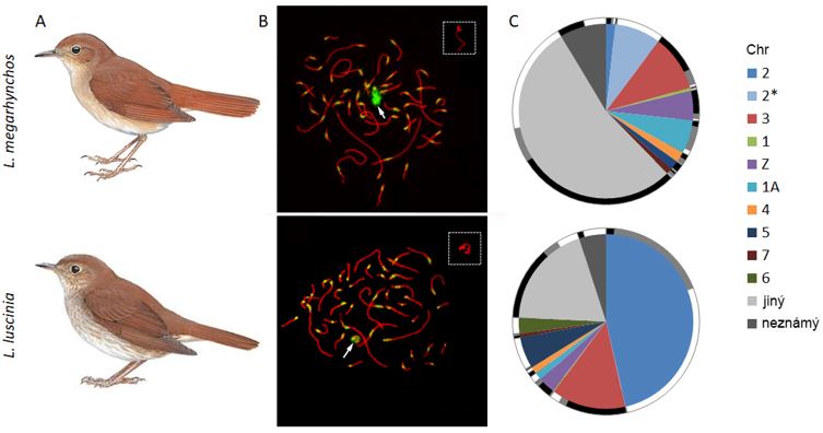 Obrázek 2. Dva druhy slavíků (slavík obecný nahoře a slavík tmavý dole) (A) a jejich zárodečný chromozom zobrazený v pachytenních spermatocytech (B). Jednotlivé spárované homologní chromozomy jsou obarveny protilátkou proti synaptonemálnímu komplexu (červeně). Zeleně jsou pomocí CREST protilátky označeny centromery a celý zárodečný chromozom, který je dále zobrazen ve větším zvětšení v rámečku v pravém horním rohu. Původ sekvencí na zárodečném chromozomu se mezi oběma druhy slavíků velmi liší (C). Sdílené sekvence mezi oběma druhy jsou na vnějším okraji kruhových grafů znázorněny černě, zatímco potenciálně sdílené sekvence jsou znázorněny šedě a druhově specifické sekvence bíle (převzato a upraveno ze Schlebusch et al. 2023). Slavik gacr3