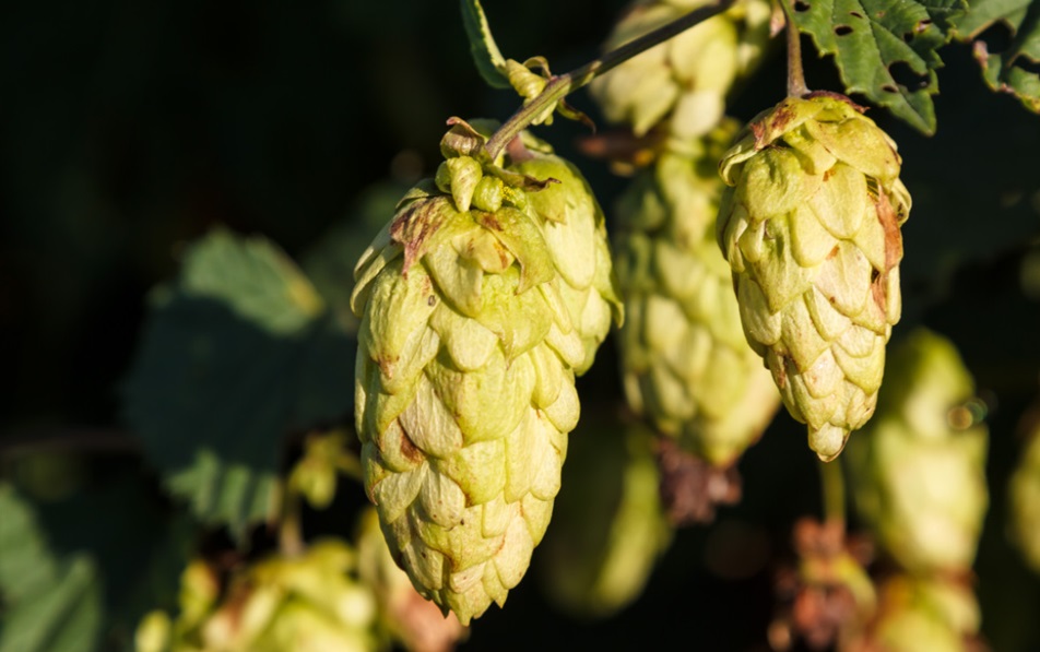 Jednou z možností, jak čelit hrozbám spjatým s klimatickou změnou, je šlechtění nových odrůd chmele. chmel1