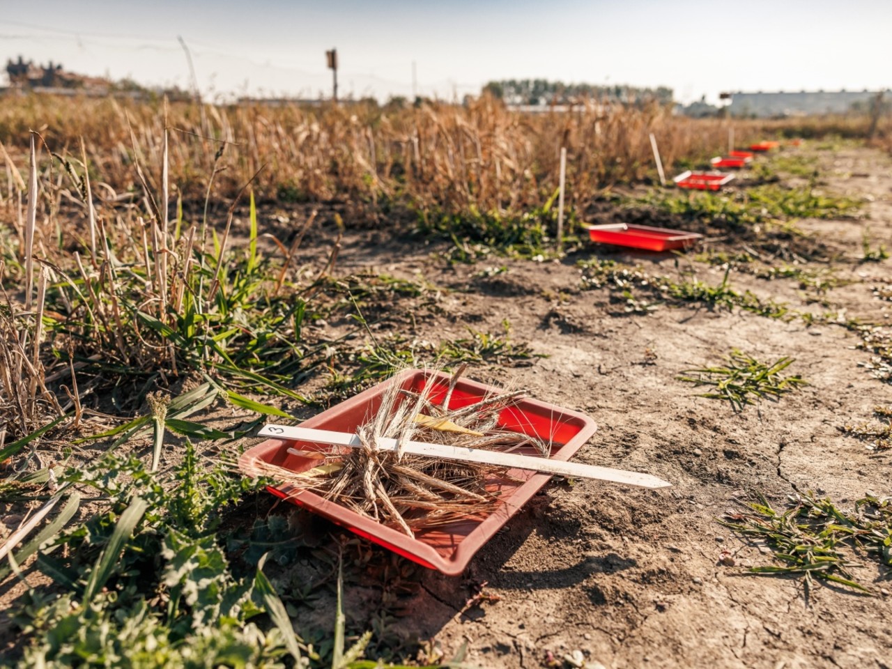 csm Jecmen 2 0446390e28