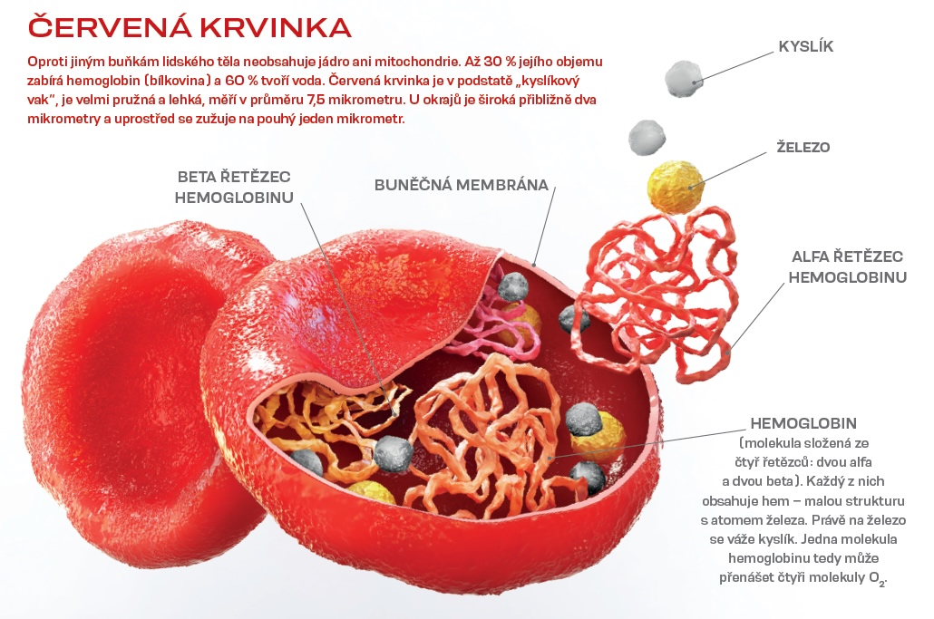 krvinka info velka