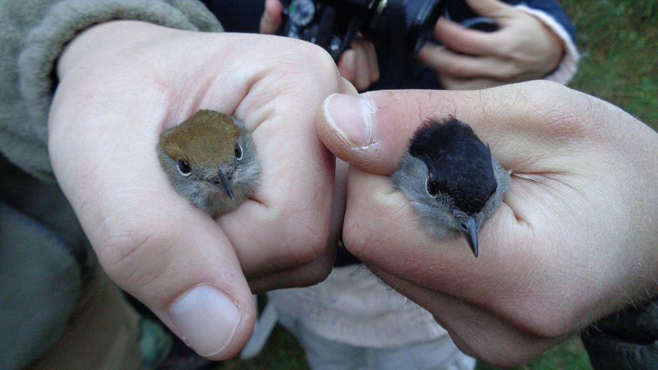 peknava samice a samec