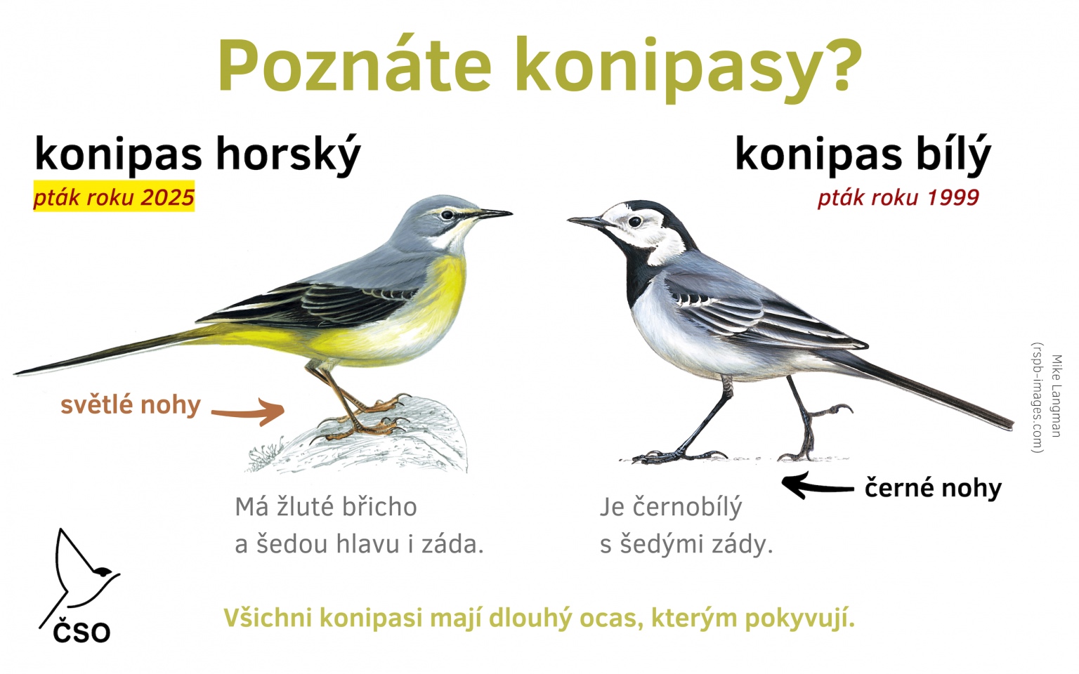 poznate konipasy