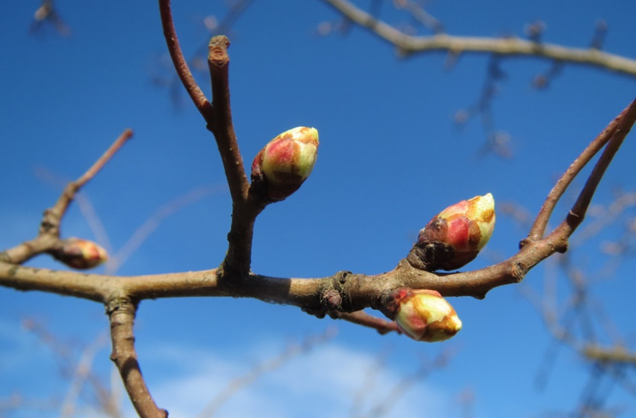 Pupeny jsou zjara plné účinných látek. pupeny gemmo2