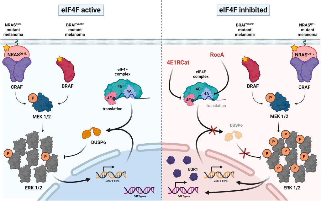 Aktivita eIF4F řídí intenzitu signalizace ERK u melanomu. Model popisující úlohu eIF4F při udržování optimálního signálního toku dráhy ERK a mechanismus hyperaktivace ERK v melanomových buňkách nesoucích onkogenní mutace BRAF a NRAS v reakci na nízkomolekulární inhibitory eIF4F schema inhibice 1 1024x641