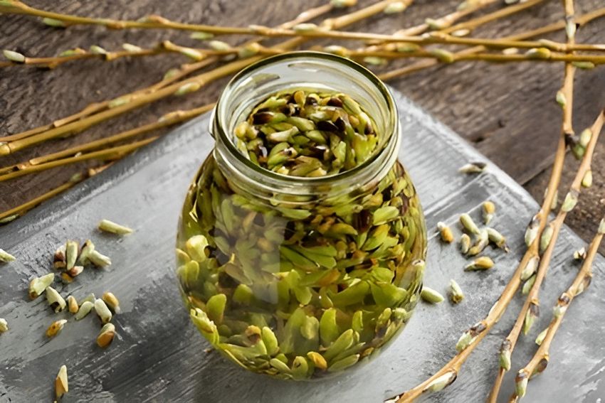 Základem gemmoterapie jsou výluhy z pupenů, vyrábějí se z nich masti nebo tinktury ve formě rozprašovače. tinktura gemmo