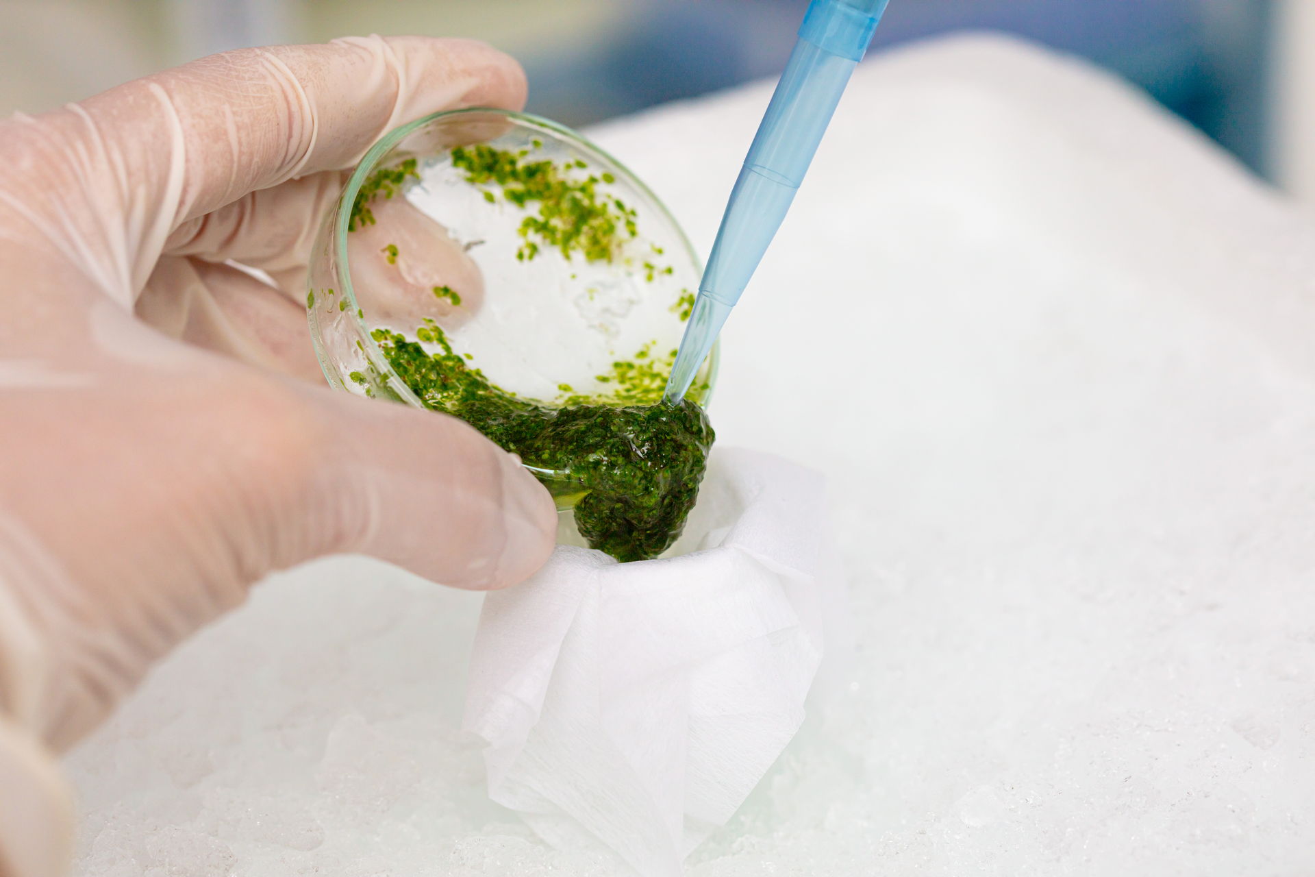 Vzorek rostliny smíchaný s extrakčním činidlem. tn N3A3003