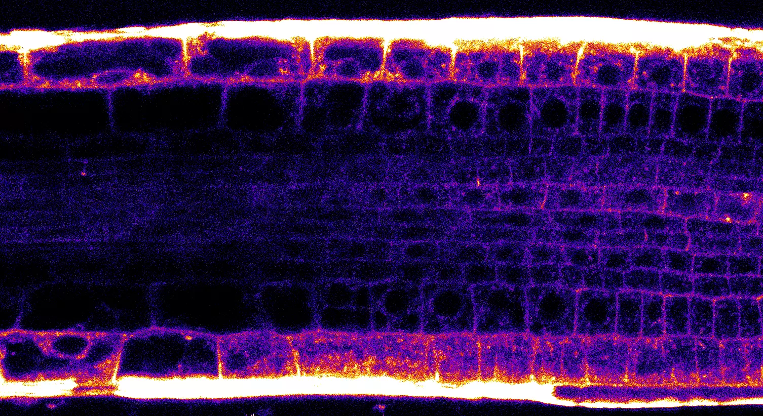 Obr.1 2 photon 40x photonCounting tz 2