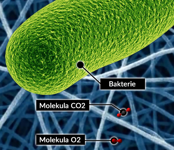 foto č.1 vlakno bakterie CZ