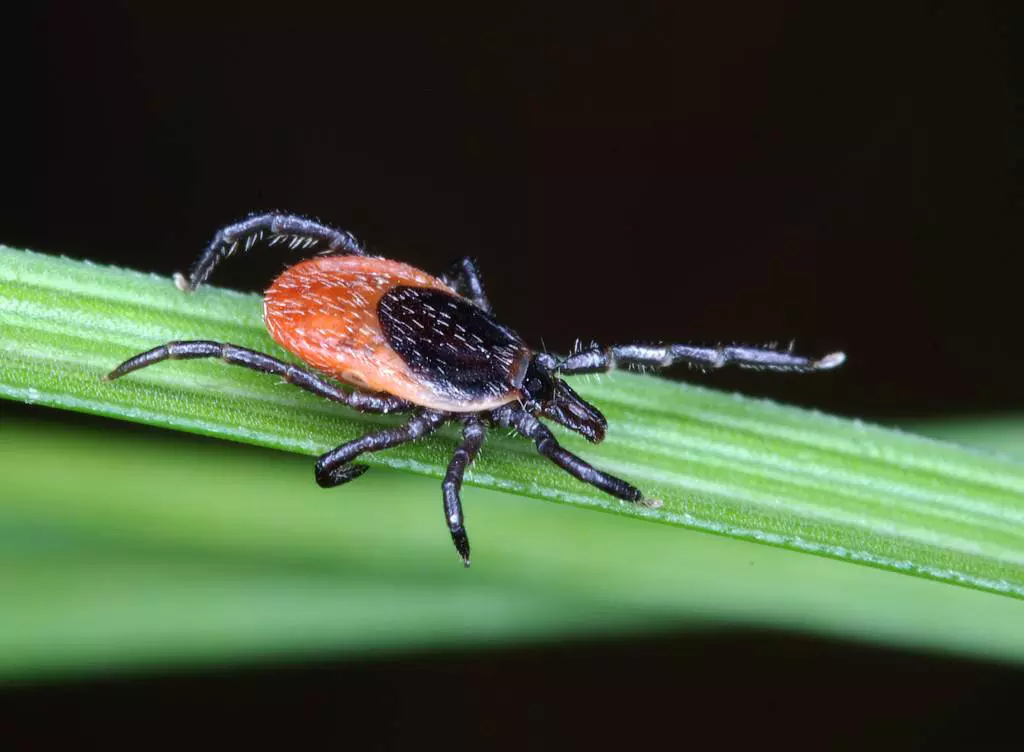 kliste Foto Jan Erhart BC AV CR