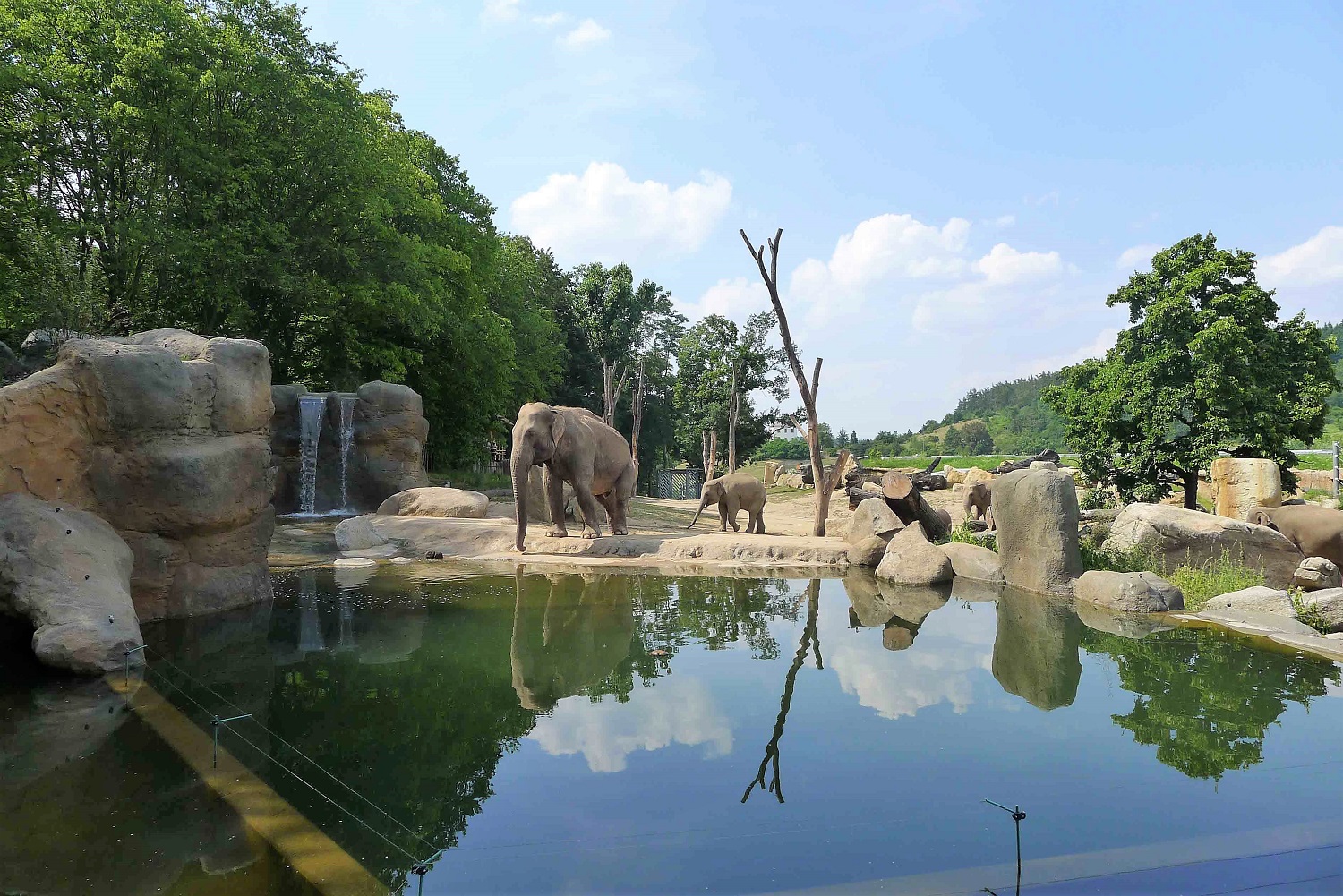 20221216ZOO Udoli slonu Zoo Praha
