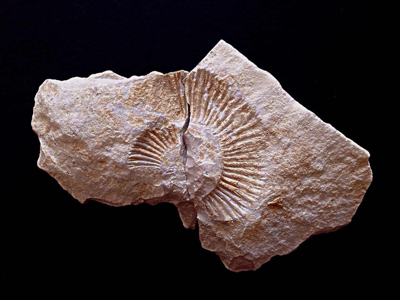 ammonite 969190 1280