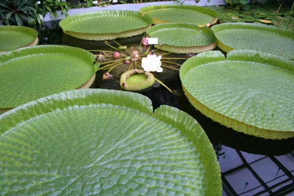 botanicke zahrady MUNIviktorie kralovska