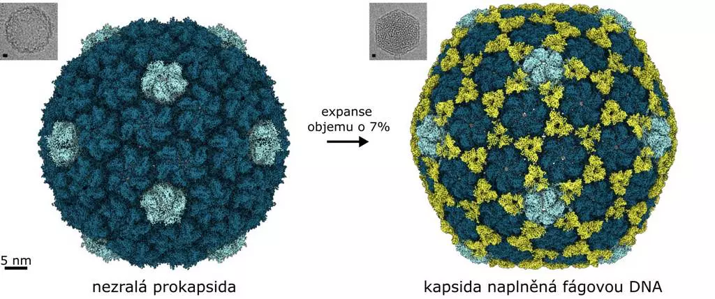 fagove DNA