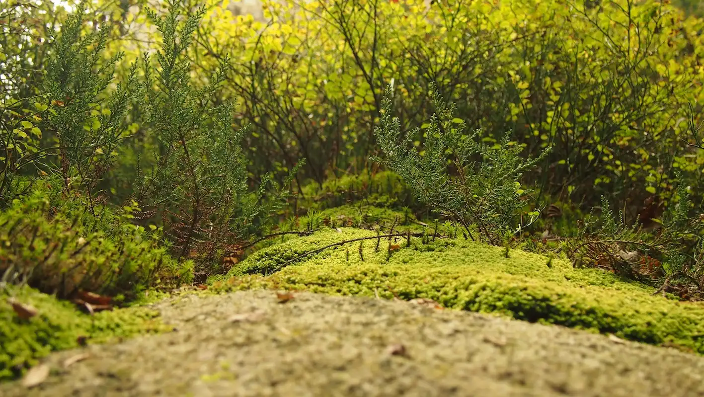 forest flower