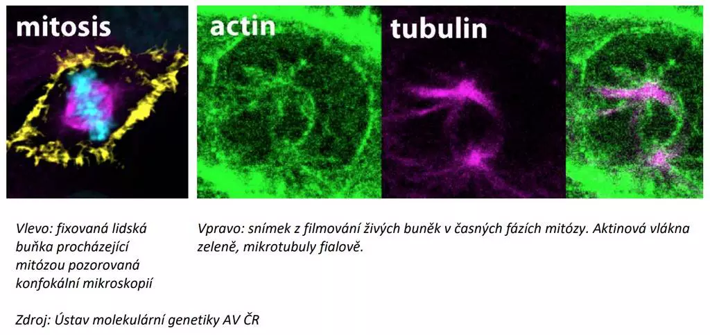 molekul genetika