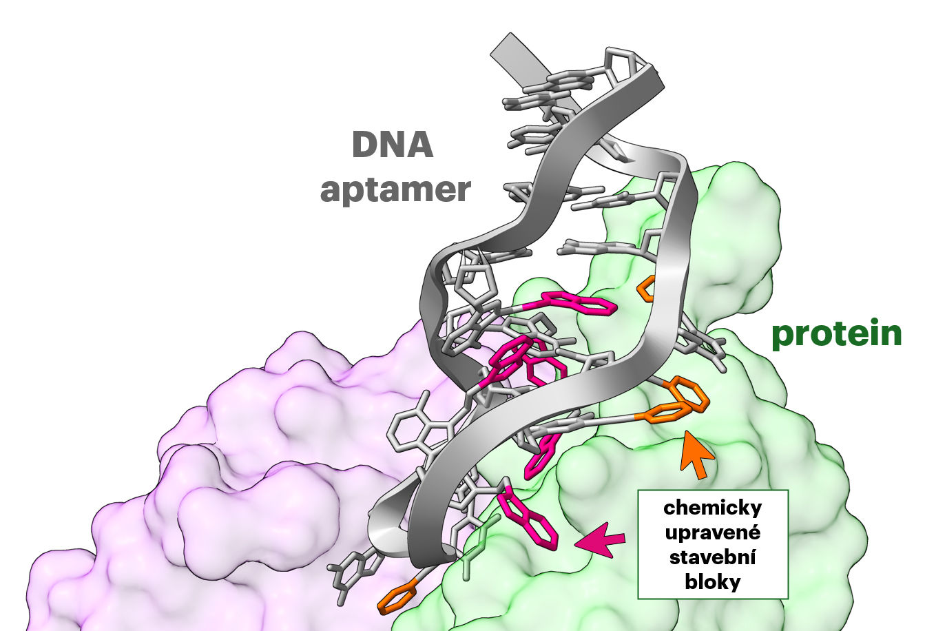 UOCHB aptamery1
