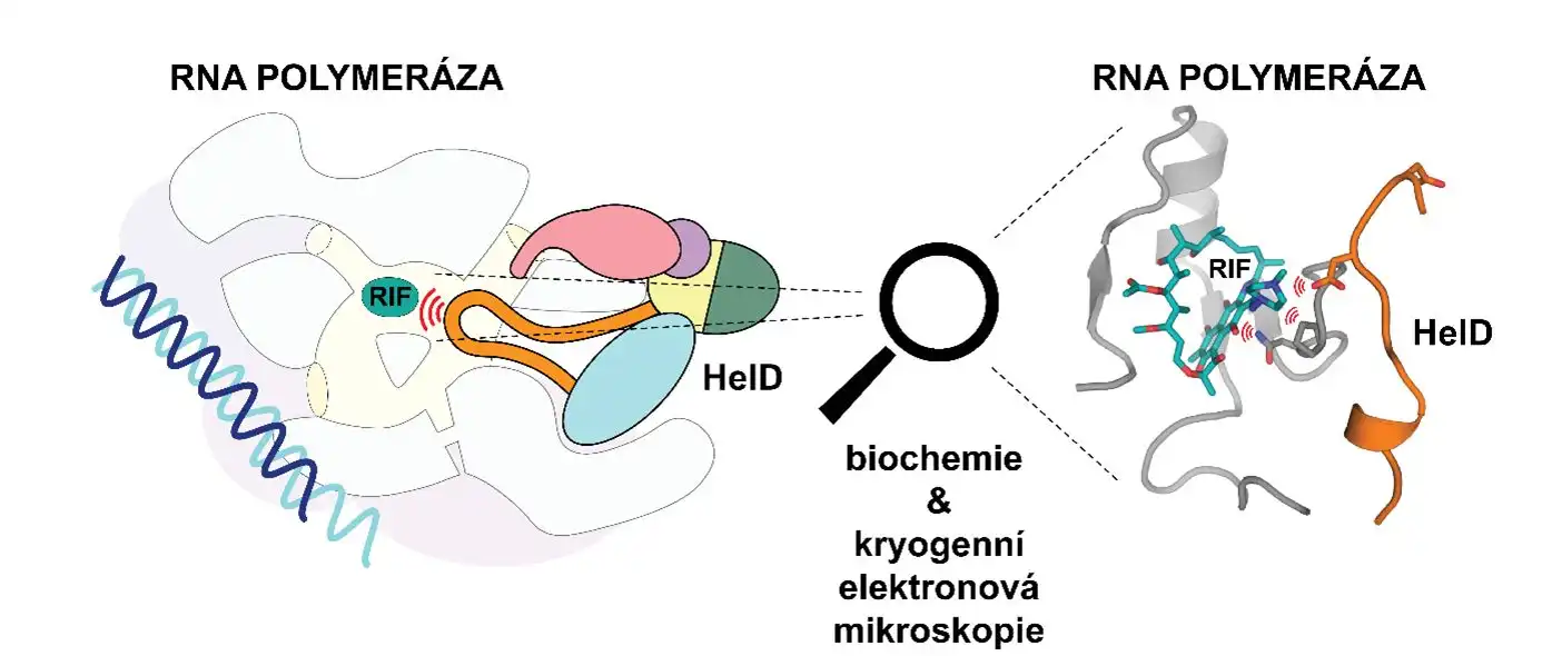 UOCH polymeraza