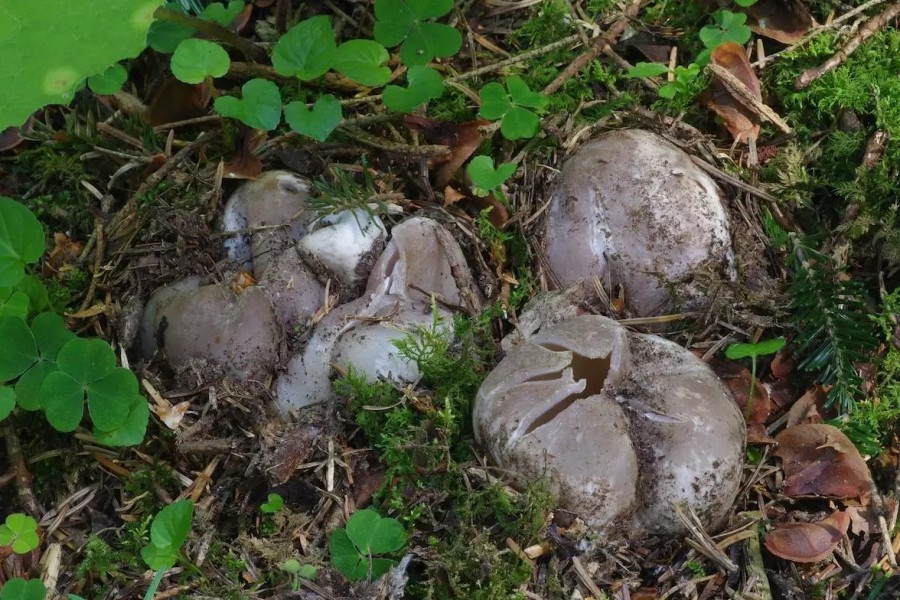 Baňka velkokališná/ Foto: Jan Borovička