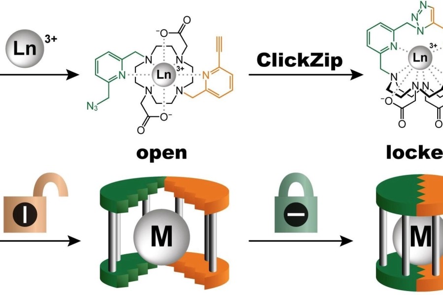 ClickZip funguje jako molekulární past. Molekula je nejdřív otevřená (vlevo) a umožňuje iontu kovu (M) snadno vejít dovnitř (uprostřed). Poté se chemickou reakcí nevratně zamkne jediná úniková cesta a kov je lapen v téměr neproniknutelné klecové struktuře (vpravo).