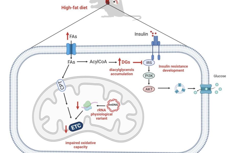 Grafické shrnutí hlavních poznatků studie. Fyziologické změny v mitochondriální DNA (mtDNA) mohou při nadměrné konzumaci tuků vést k narušení metabolismu mastných kyselin v určitých tkáních.