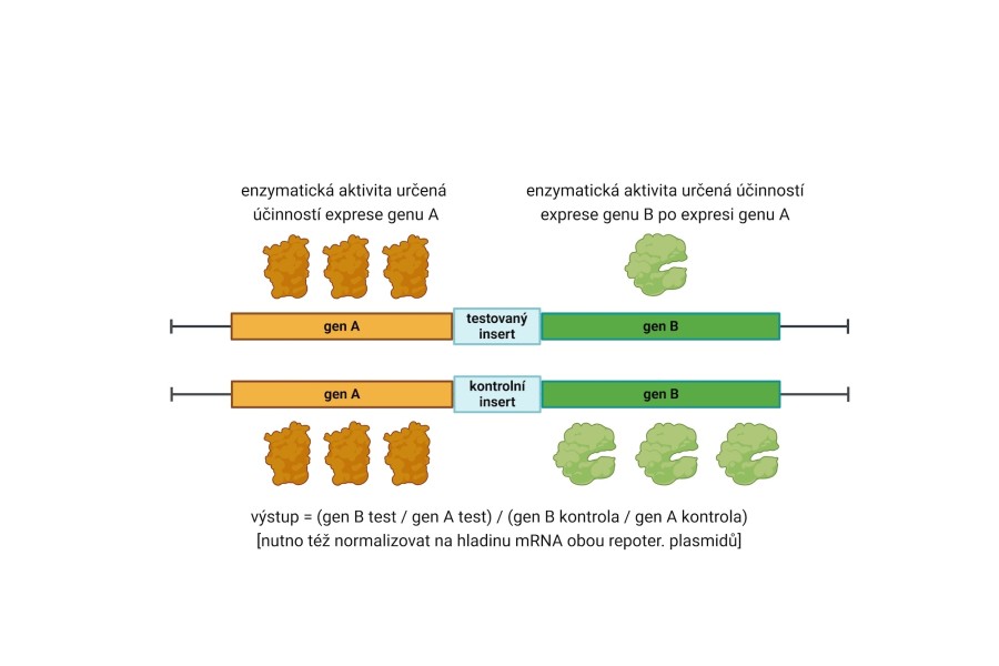 Příklad výpočtu finálního výstupu z testovacích reporterových systémů. Created in BioRender. Valasek, L. (2025)