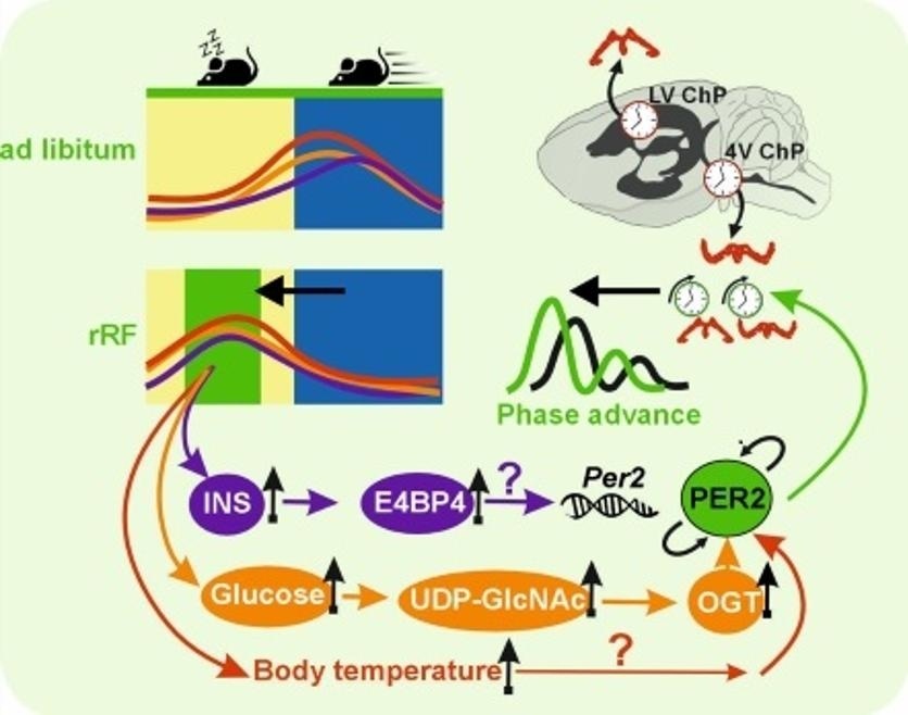 Grafika: Fyziologický ústav AV ČR