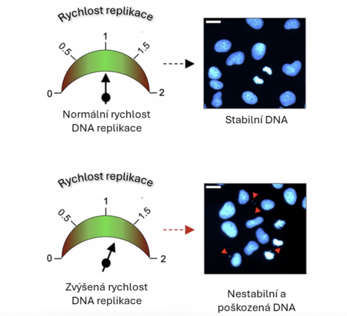 Obrázek z Anoop et al., 2025