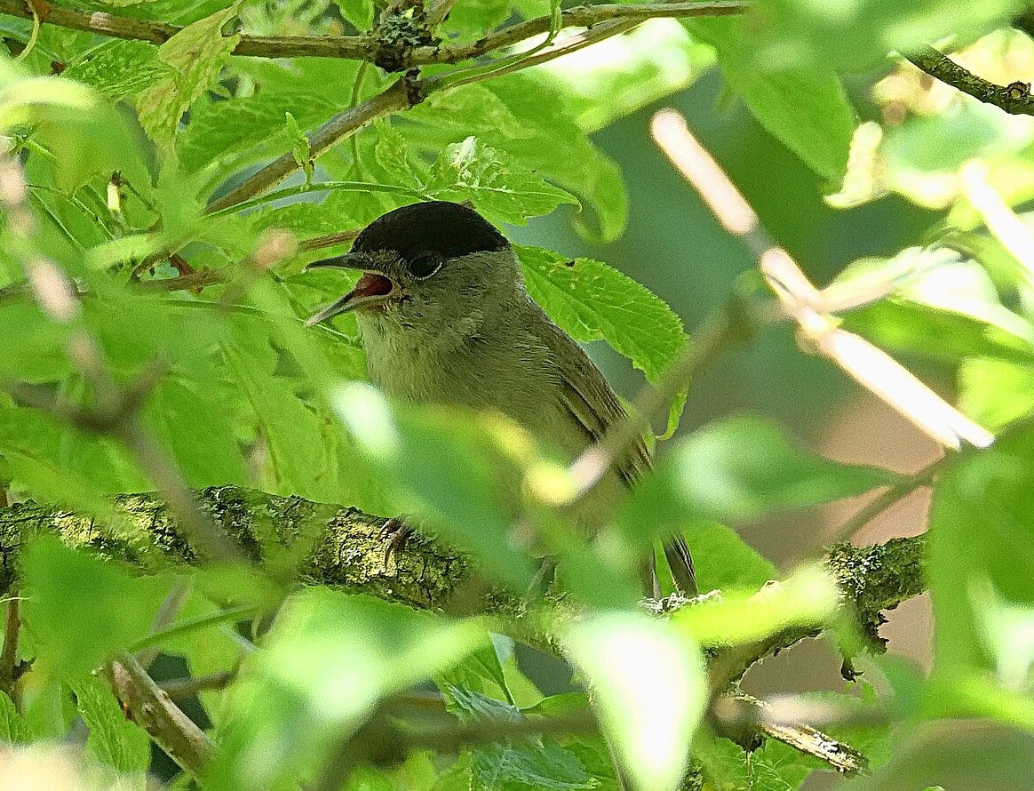 Foto: Rolf Dietrich Brecher