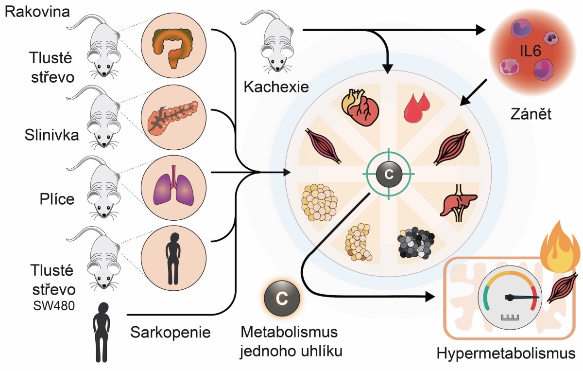 Schema znázorňuje, jak různé typy nádorů vyvolávají kachexii