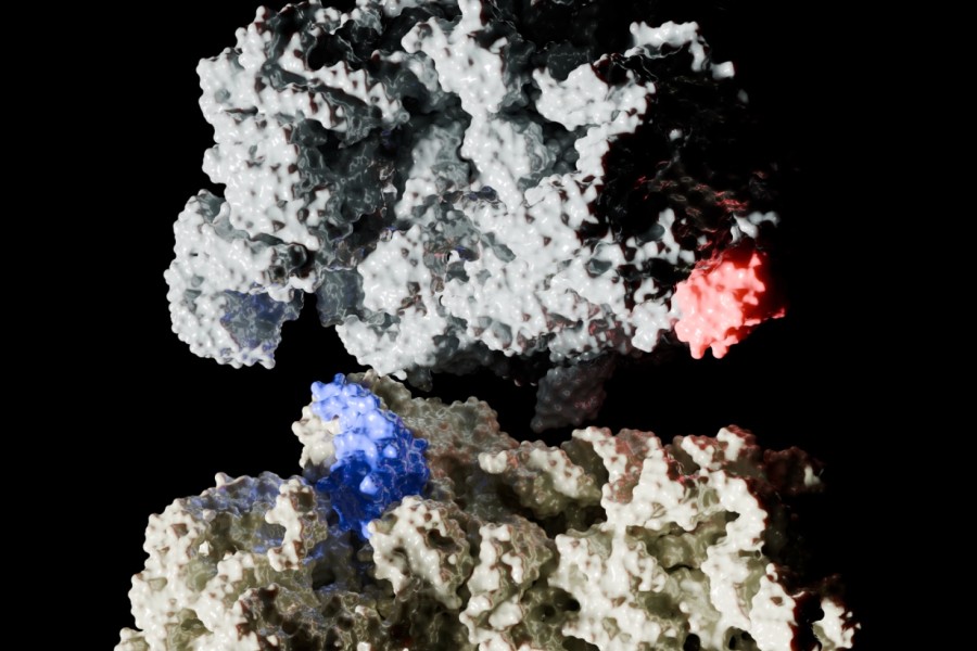 Model sestavování ribozomu s objevenými faktory (červeně a modře), které podporují jeho vznik v nepřítomnosti RimM