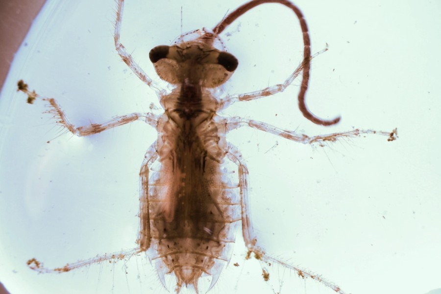 Larva vážky Sympetrum vulgatum krmící se nitěnkou během experimentu | Foto: Eva Bílková