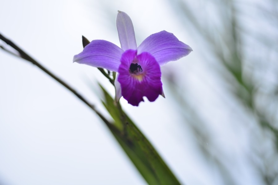 Arundina graminifolia | Foto: Botanický ústav AV ČR