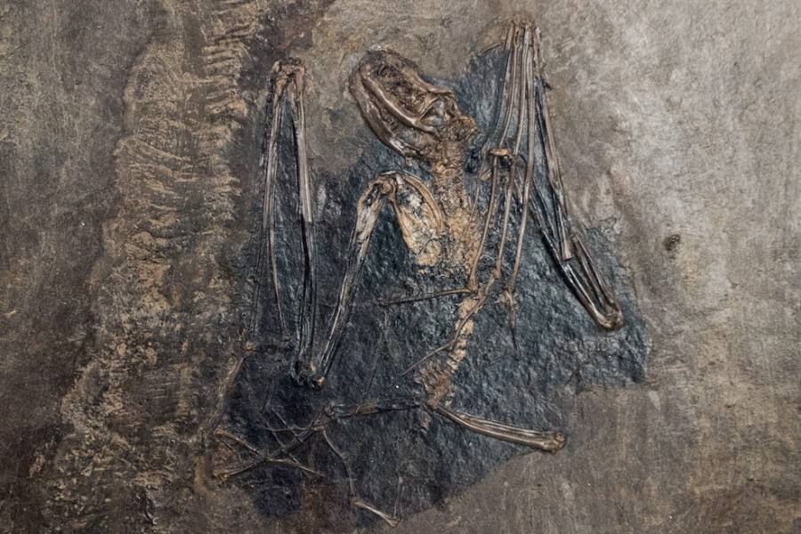 Fosilní netopýr rodu Palaeochiropteryx