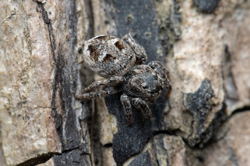 Attulus inexpectus, samice – jedinec ze Švédska | Foto: F. L. Fischer