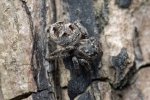 Attulus inexpectus, samice – jedinec ze Švédska | Foto: F. L. Fischer