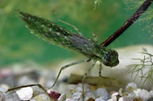 Vážky v teple a na práškách? Jak farmaka a oteplování ovlivňují sladkovodní ekosystémy