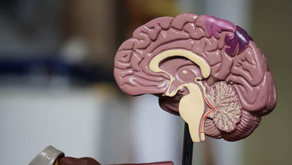 Vědci z CATRIN ověřují bezpečnost grafenových materiálů pro mozkové implantáty