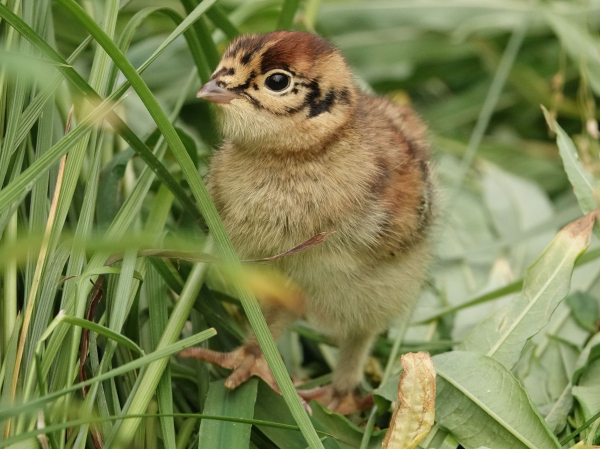 Čeští experti se snaží zabránit vyhynutí ptačího druhu