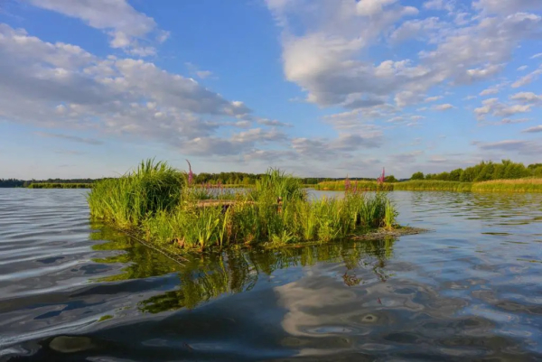 Vědci z ČZU v Praze vytvářejí plovoucí ostrovy pro vodní ptactvo