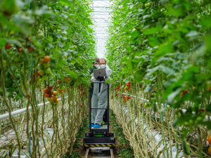 Robotické rameno a AI vyřeší boj proti škůdcům rajčat