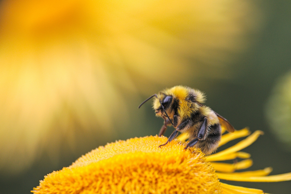 Top 10 vědeckých objevů za březen: Mizí včely i alergie na arašídy