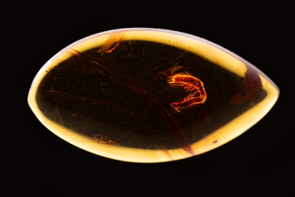 Páření termitů před 40 miliony lety se uchovalo v jantaru - zkoumané je díky tomografii a počítačové analýze